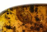 Cretaceous Fossil Snail (Panpulmonata) in Amber - Myanmar #112268-1